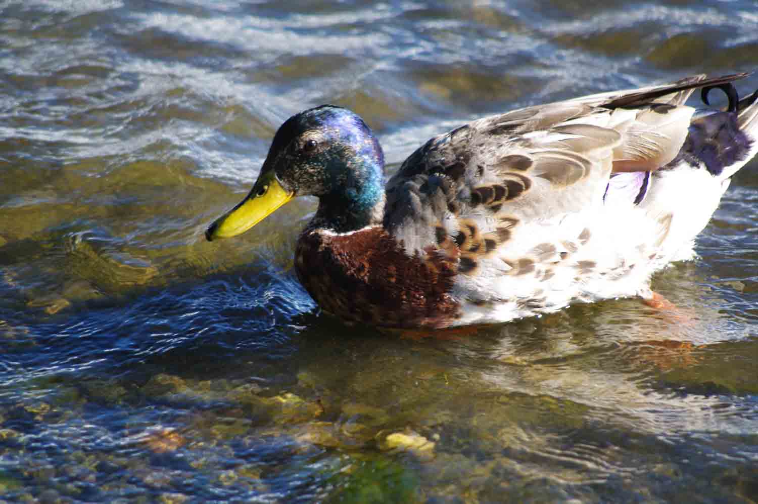 Mallard Duck Swimming