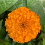 Marigold01 Web
