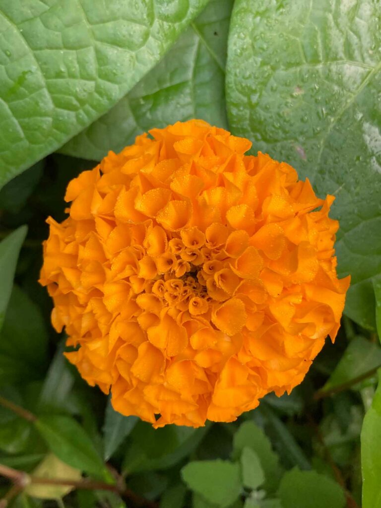 Marigold Flower Photo