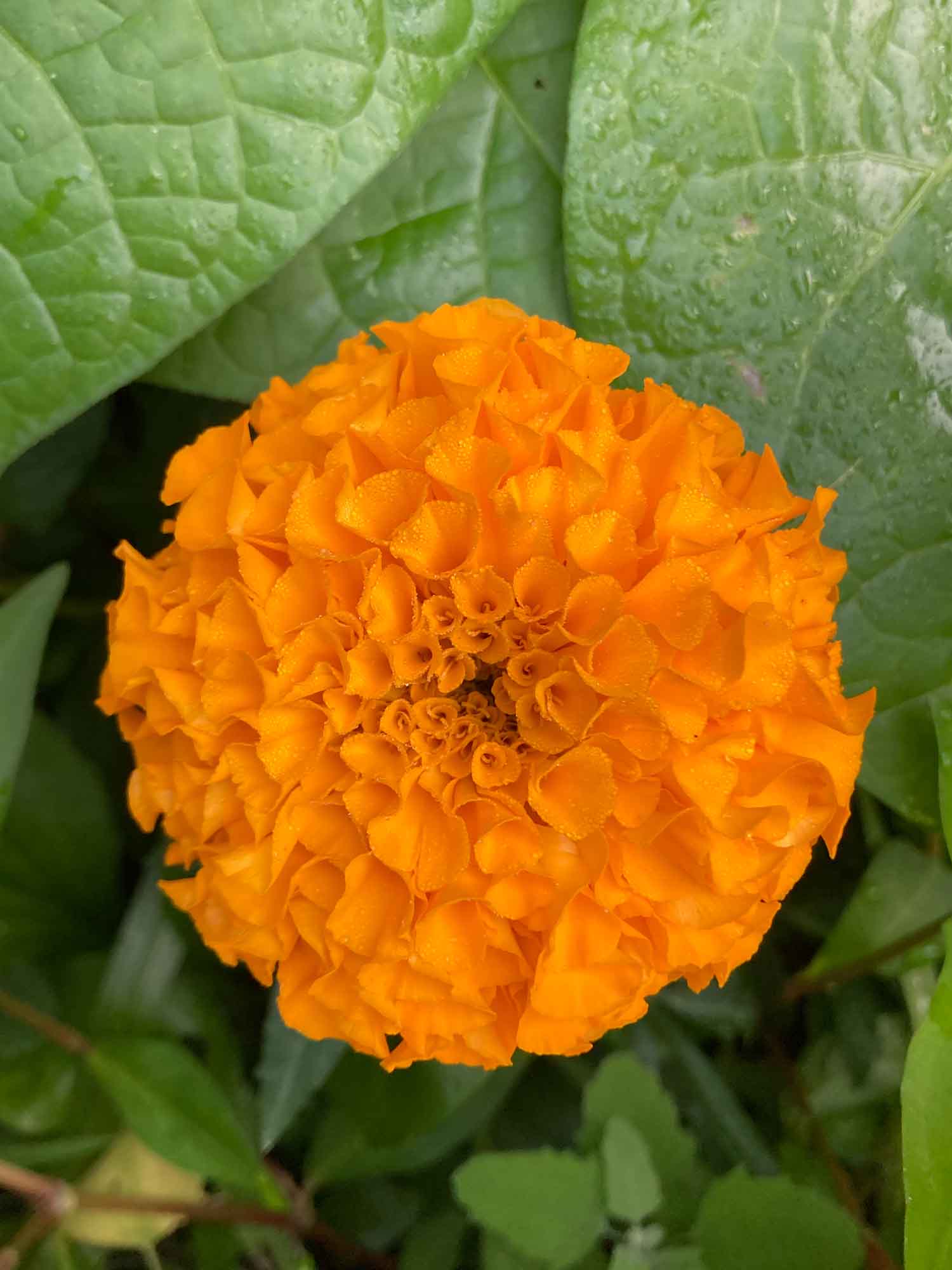 Marigold01 Web