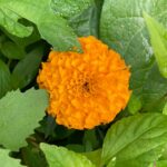 Marigold02 Web