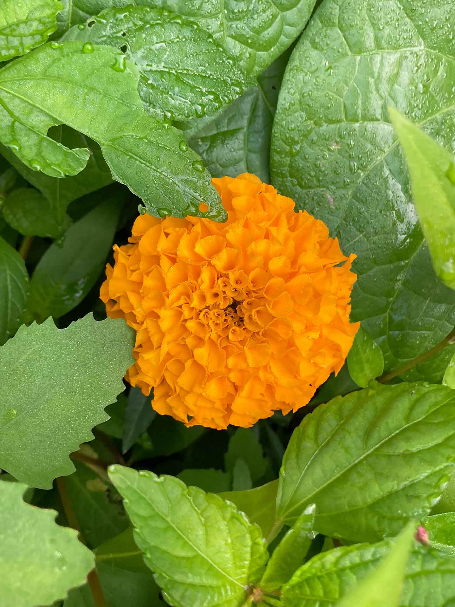 Marigold02 Web