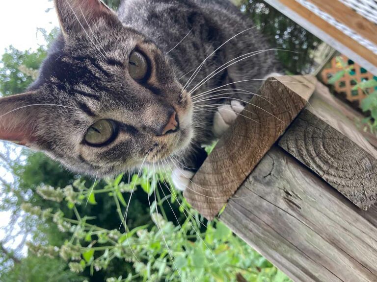McFluffin the Tabby Cat With Catnip Plants