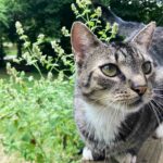 Mcfluff Cat Web