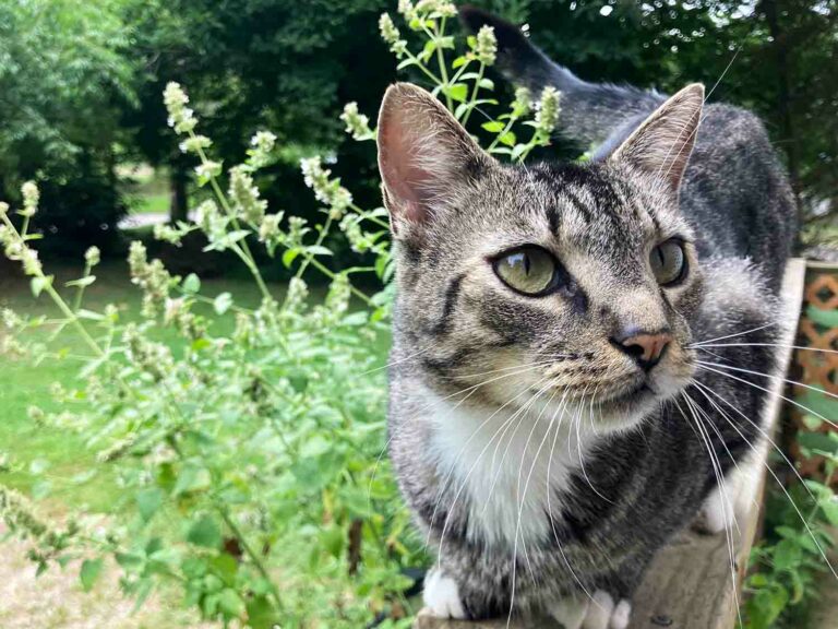 Black, Brown, Gray and White Tabby Cat McFluffin Chills With Some Catnip