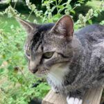 Mcfluff Tabby Cat Web