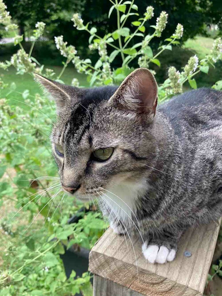 Black, Brown and Gray Tabby Cat McFluffin Chilling With Some Catnip