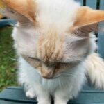 Milky Cat Web