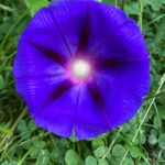Morning Glory 01 Web