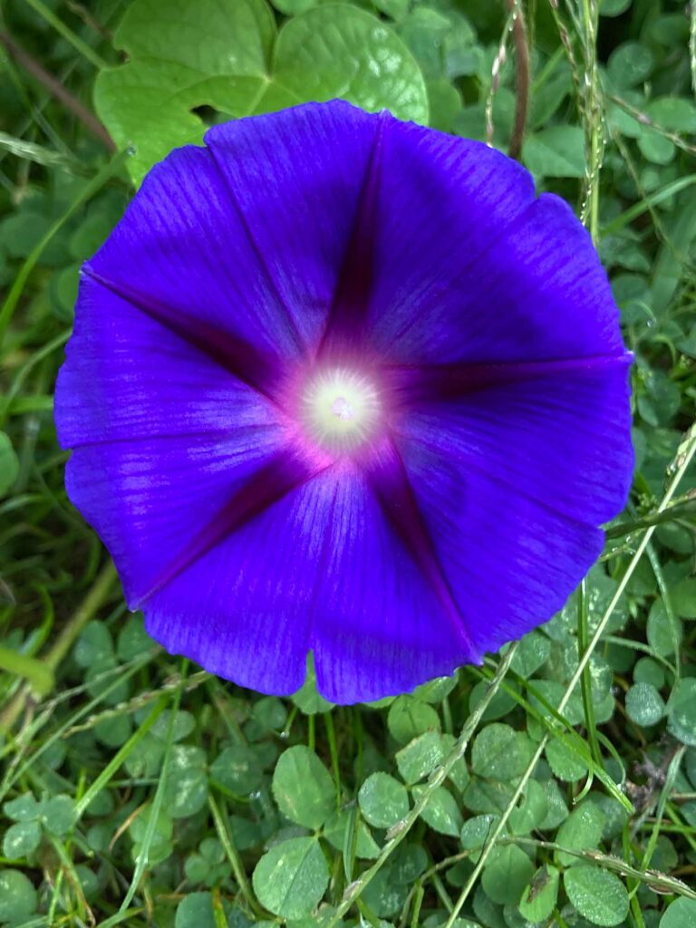 Morning Glory Flower