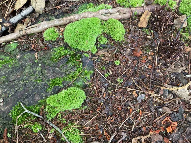 Moss Texture