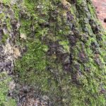 Moss Texture03 Web
