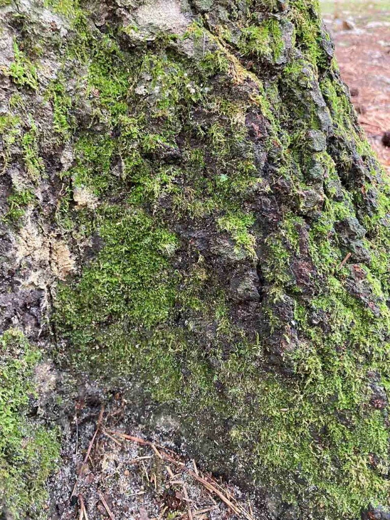 Moss on Tree Texture