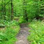 Pathinwoods