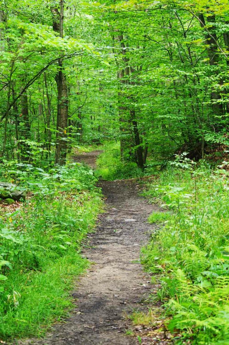 Hiking Path in the Woods