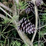 Pinecone01 Web