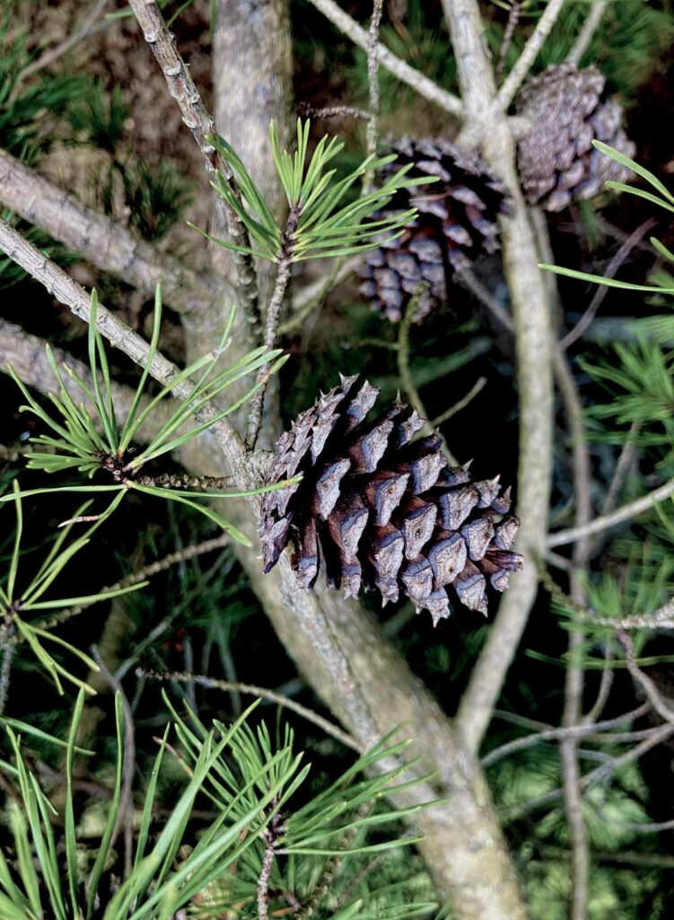 Pinecone01 Web