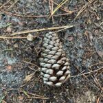 Pinecone02 Web