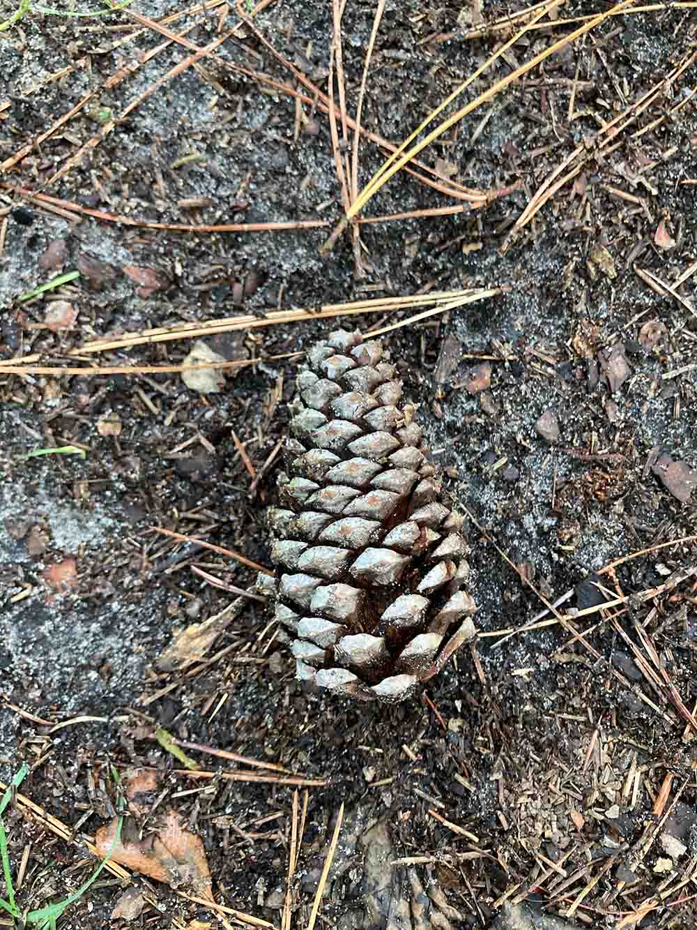 Pinecone02 Web
