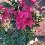 Pink Crepe Myrtle01 Web