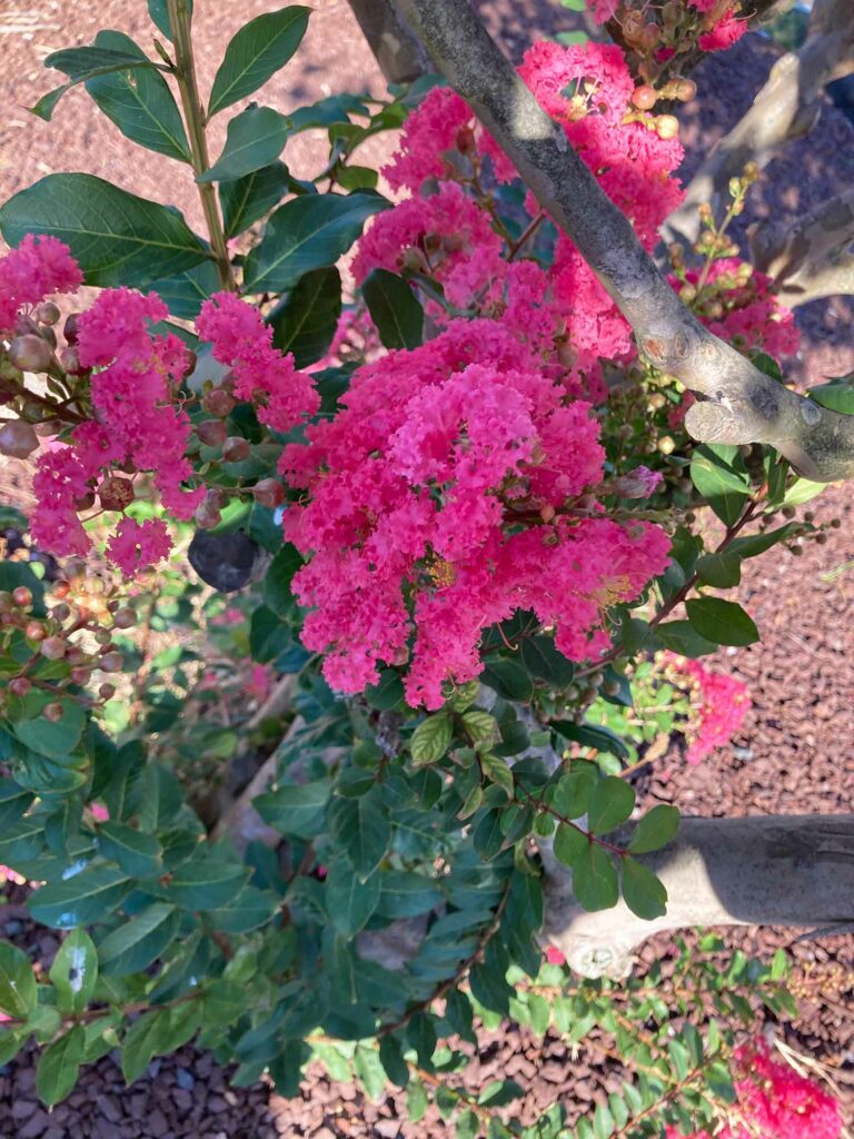 Pink Crepe Myrtle Flower Blossoms 01