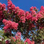 Pink Crepe Myrtle02 Web