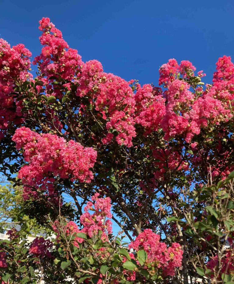 Pink Crepe Myrtle Flower Blossoms 02