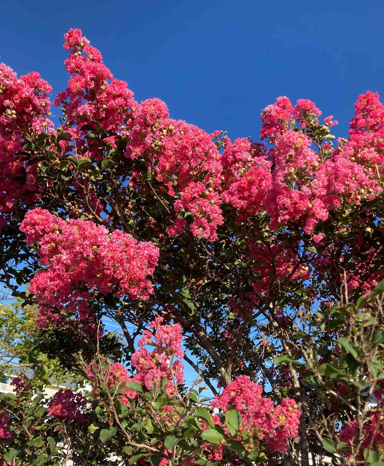 Pink Crepe Myrtle02 Web