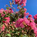 Pinkcrepemyrtle03 Web