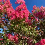 Pinkcrepemyrtle04 Web