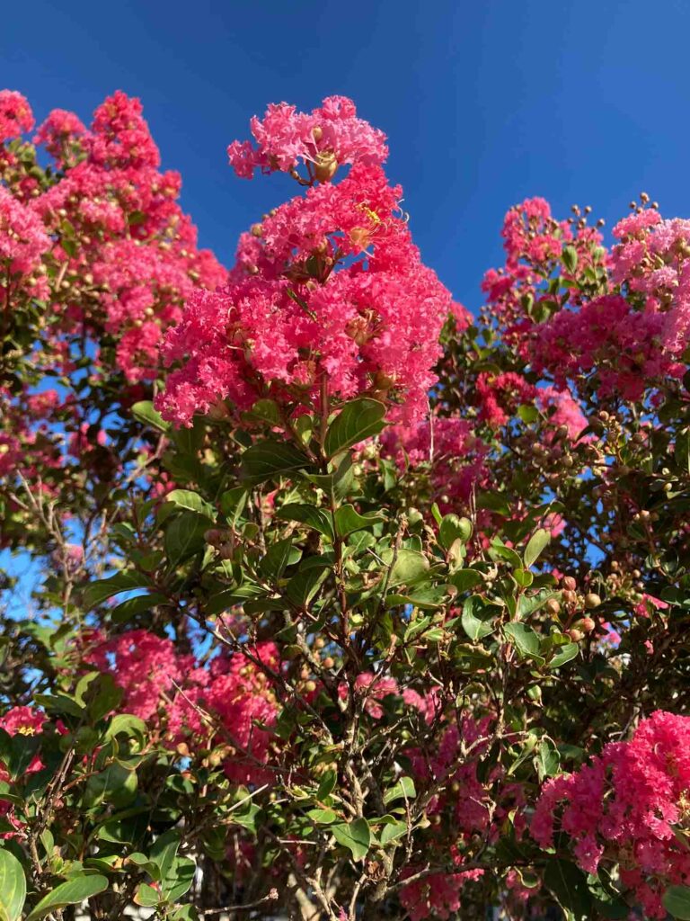 Pink Crepe Myrtle Flower Blossoms 04