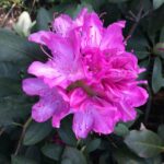 Pinkrhododendronflower