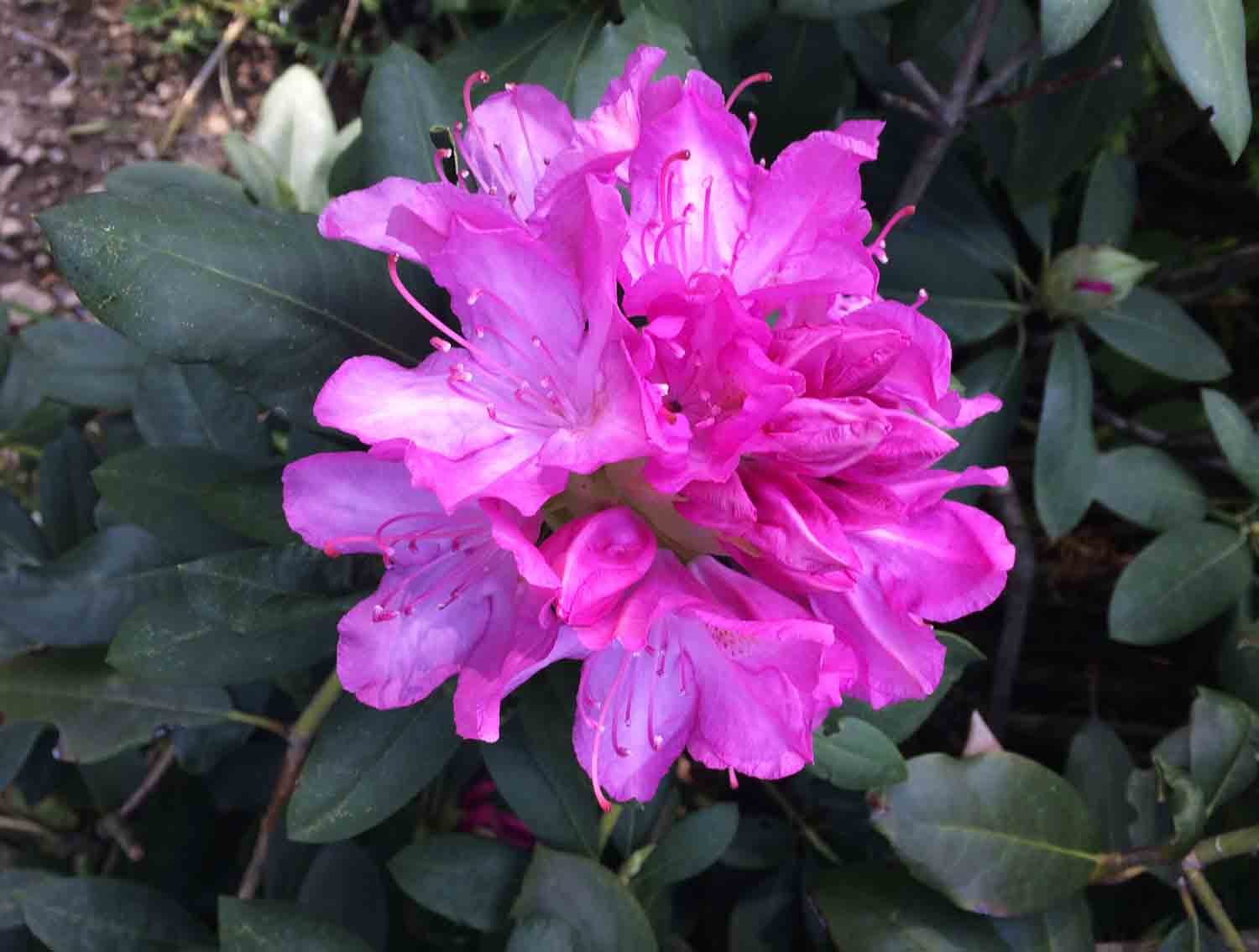 Pinkrhododendronflower