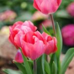 Pinktulipsingarden