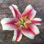 Pinkwhitestargazerlily