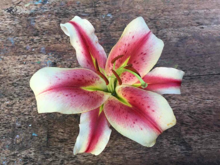 Pink and White Stargazer Lily Flower