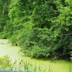 Pondscum01