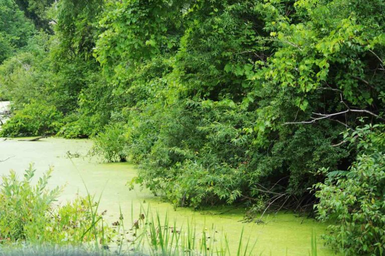 Green Pond Scum Algae Next to Trees Photo