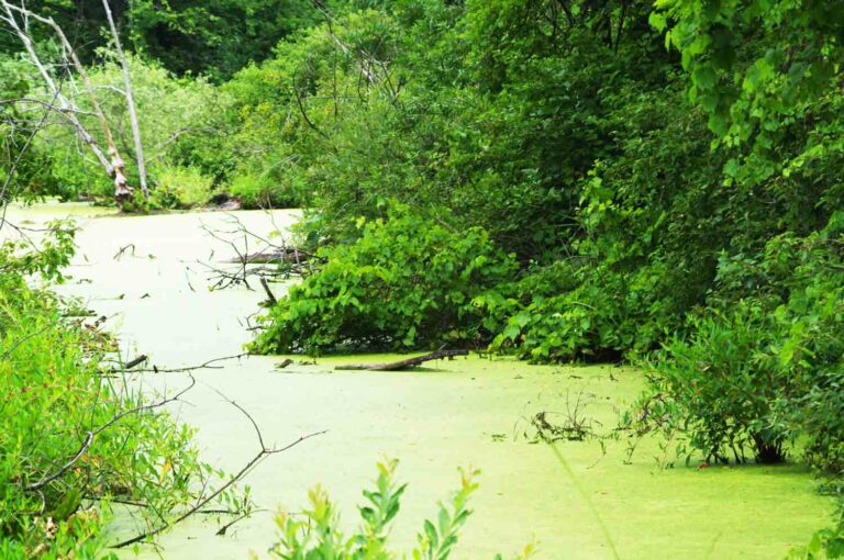 Green Pond Scum Algae Photo