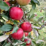 Red Apples On Tree 01 Web Preview