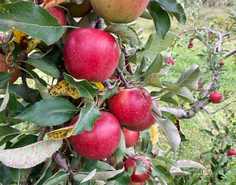Red Apples on Tree