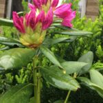 Rhododendron Blooming
