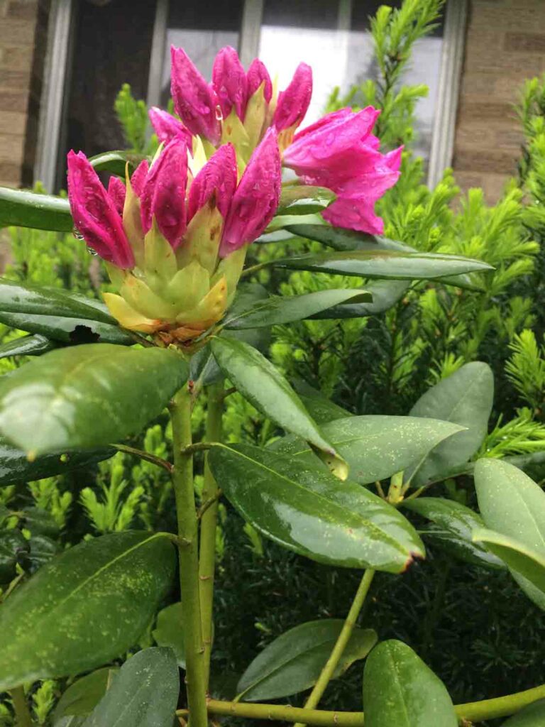 Pink Rhododendron Flower Ready to Bloom
