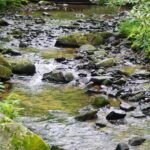 Rockystreaminwoods