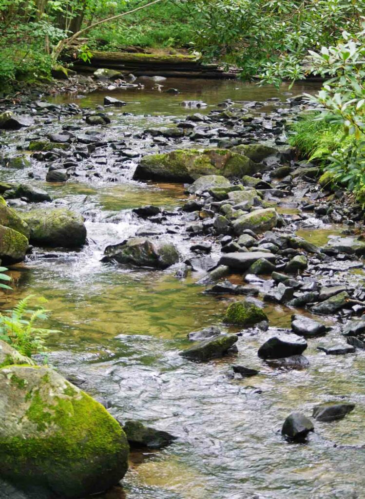 Rockystreaminwoods
