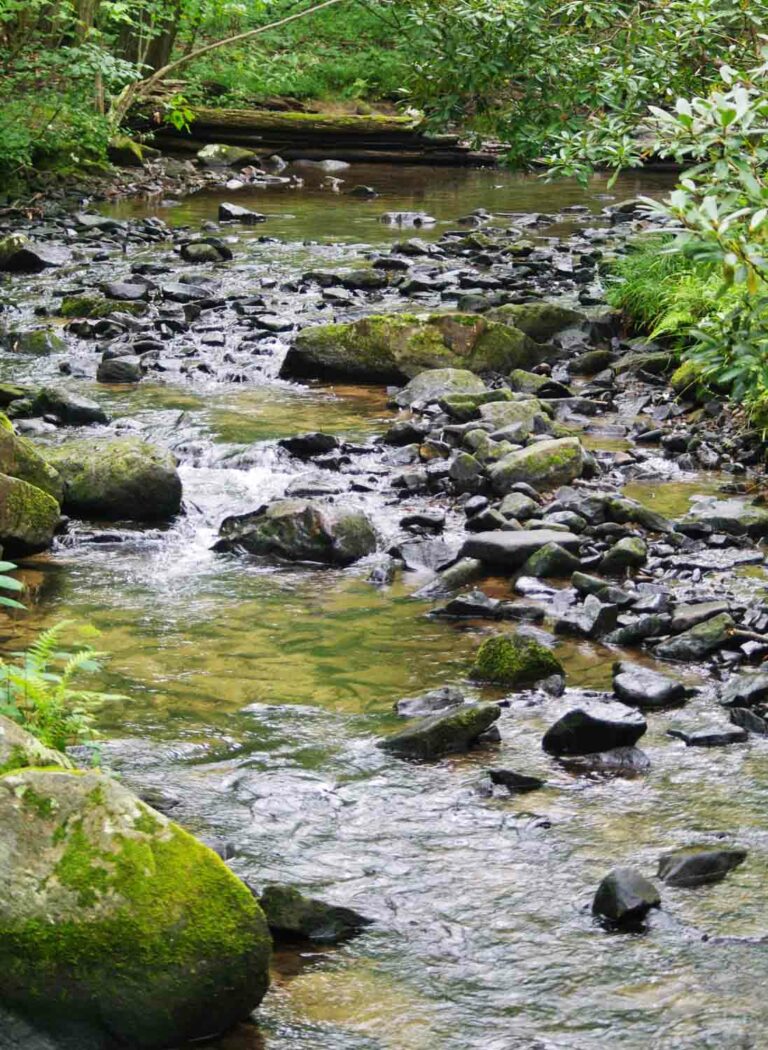 Rocky Stream in the Woods