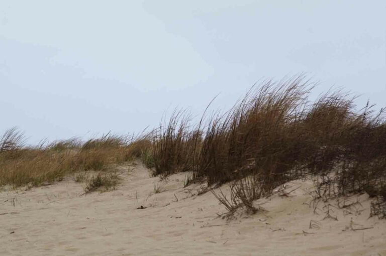 Sand Dunes at the Ocean