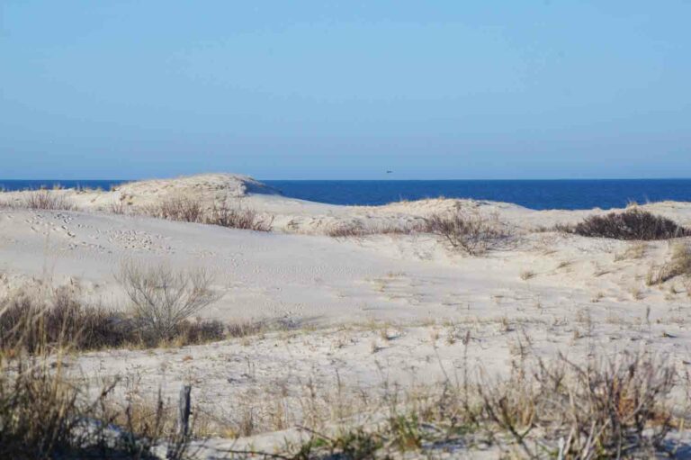 Sandy Dunes at the Ocean