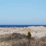 Sanddunesoceanshrub