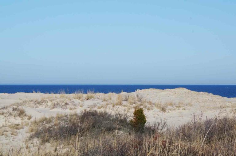 Sandy Dunes at the Ocean With Small Shrub